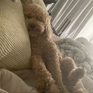 Meet your Posher, Alycia